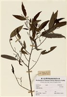藏品(五月茶屬)的圖片